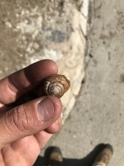 Helminthoglypta traskii