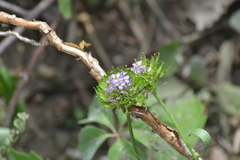 Iberis umbellata