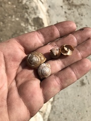 Helminthoglypta traskii