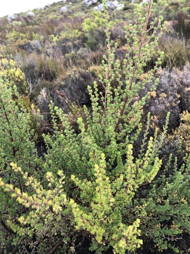 Image of Cliffortia polygonifolia by (c) Caroline Voget, some rights reserved (CC BY)