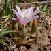 Lewisia brachycalyx - Photo (c) nathantay, algunos derechos reservados (CC BY-NC)
