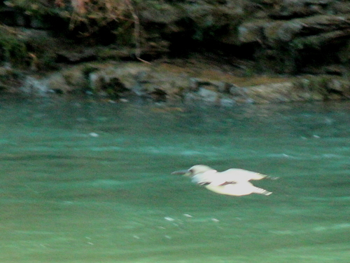 Belted Kingfisher photographed in Arkansas