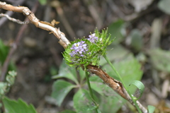 Iberis umbellata