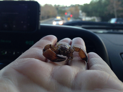 Anuroctonus pococki pococki