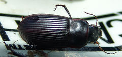 Harpalus caliginosus