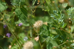 Trifolium incarnatum