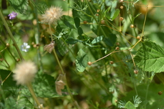 Trifolium incarnatum