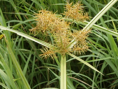 Cyperus javanicus