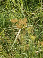 Cyperus javanicus
