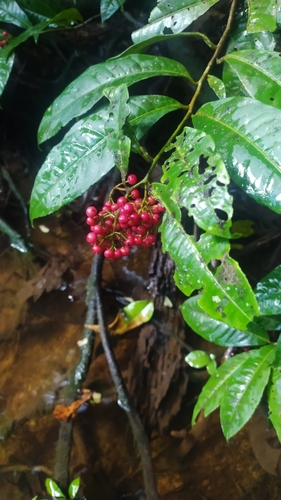 Ardisia guianensis, photograph 6