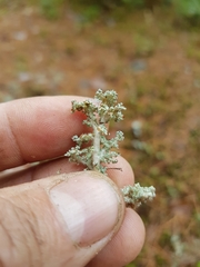 Stereocaulon paschale