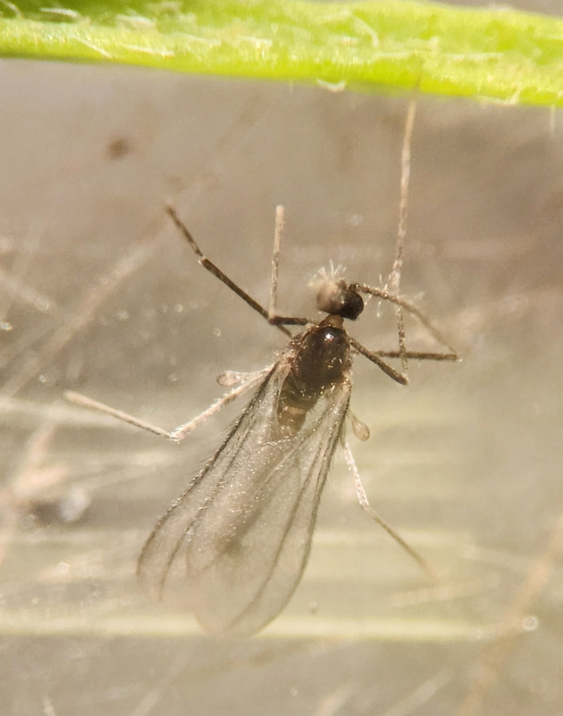 Rhopalomyia erigerontis