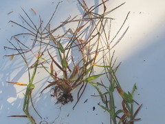 Digitaria sanguinalis