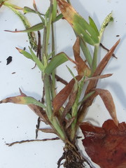 Digitaria sanguinalis