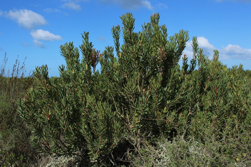 Image of Protea lanceolata by (c) Corne Brink, some rights reserved (CC BY-SA)