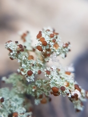 Stereocaulon paschale