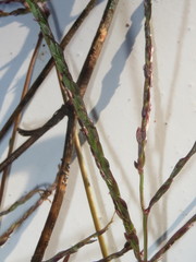 Digitaria sanguinalis
