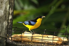 Anisognathus somptuosus