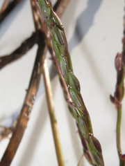 Digitaria sanguinalis