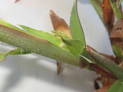 Digitaria sanguinalis