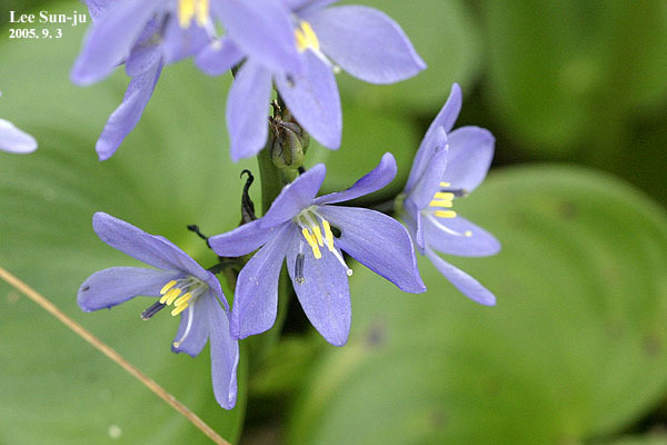 Pontederia korsakowii; photograph Kim, Hyun-tae, CC BY, iNaturalist via GBIF