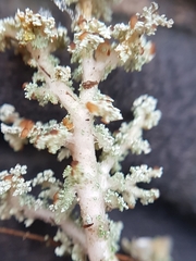 Stereocaulon paschale