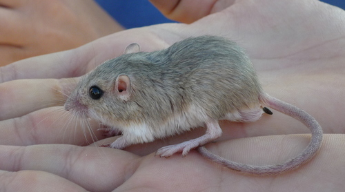 Chaetodipus penicillatus