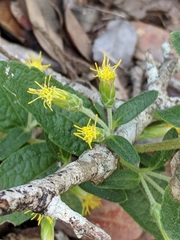 Brickellia cylindracea