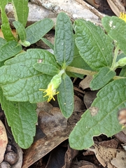 Brickellia cylindracea