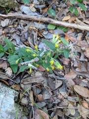 Brickellia cylindracea