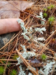 Stereocaulon paschale