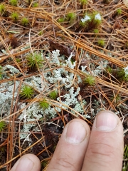 Stereocaulon paschale