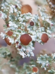 Stereocaulon paschale