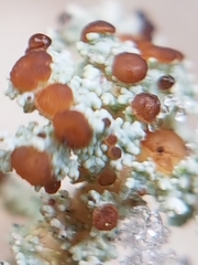 Stereocaulon paschale