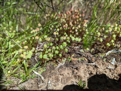Image of Asterellopsis palmeri by (c) Zack Abbey, some rights reserved (CC BY)