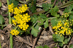 Tauschia texana