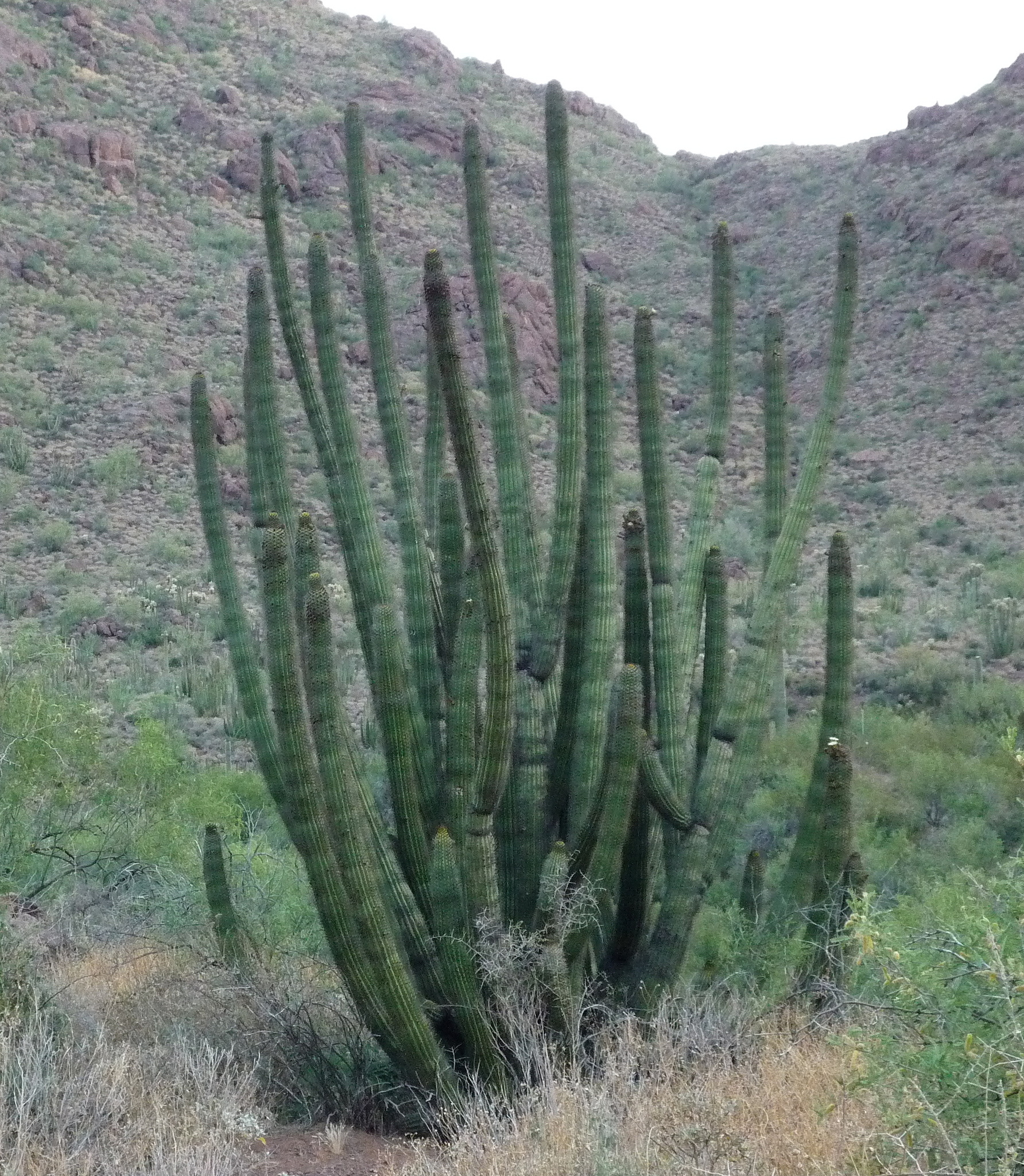 Stenocereus thurberi ssp. thurberi