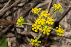 Tauschia texana