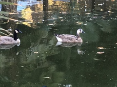 Branta × Anser