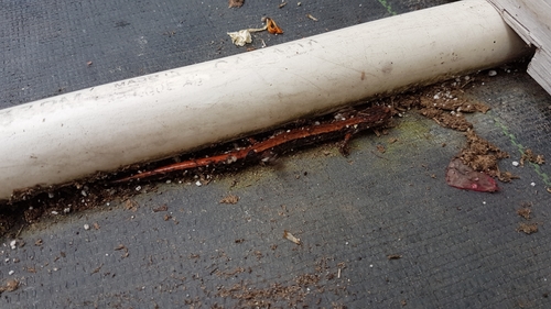 Western Red-backed Salamander, 2507 Longhill Rd, Kelowna, BC V1V 2G5, Canada, photo 5 of 10