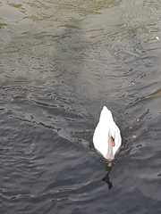 Cygnus olor