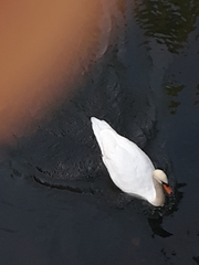 Cygnus olor