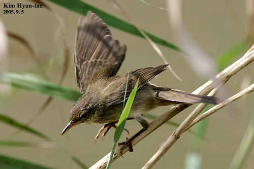 Helopsaltes ochotensis