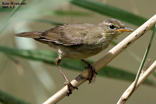 Middendorff's Grasshopper Warbler