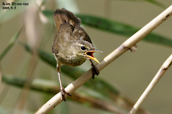 Middendorff's Grasshopper Warbler