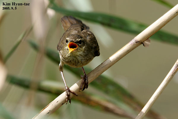 Middendorff's Grasshopper Warbler