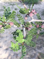 Bursera exequielii