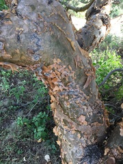Bursera exequielii