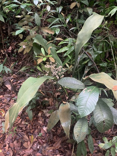 Hanguana rubinea (Hanguana rubinea)