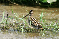 Gallinago